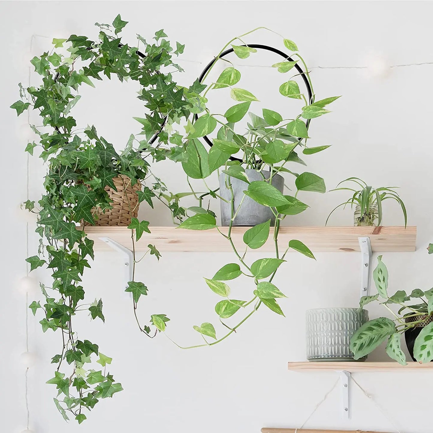 Decorative Metal Plant Trellis